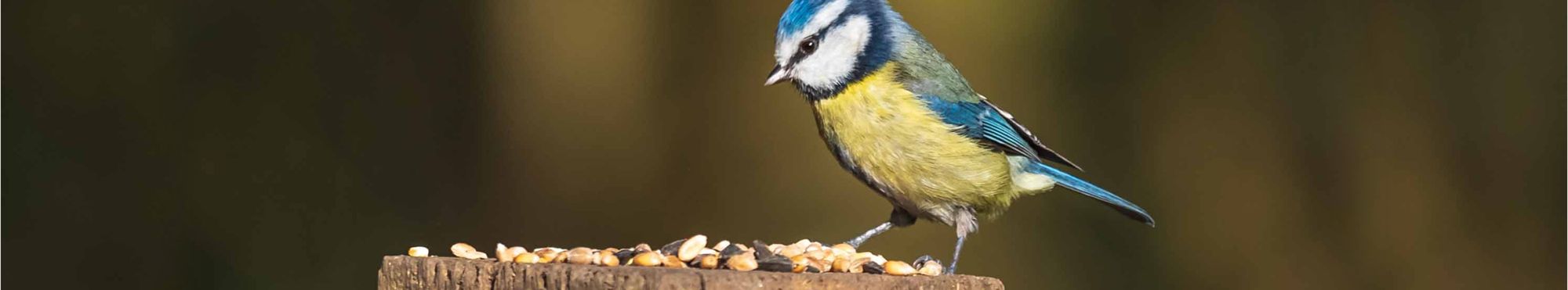 Comida para Aves